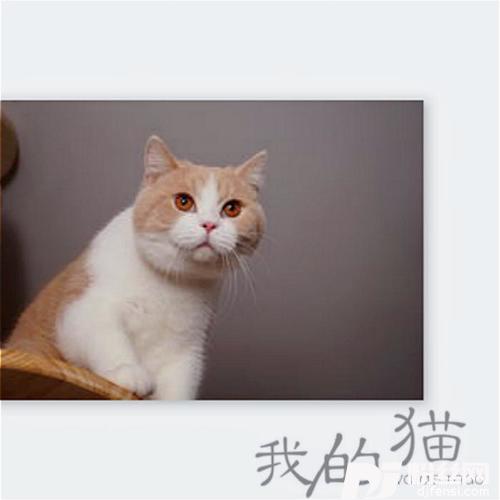 我的猫