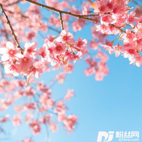 桜+OK绷中日双声道