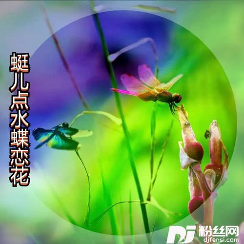 蜓儿点水蝶恋花DJ