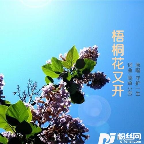 梧桐花又开