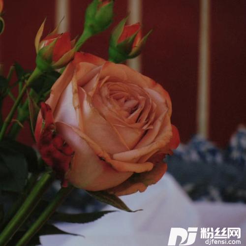 人生没有回头路cover:包佳美的专辑