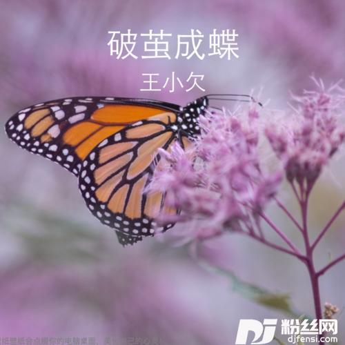 破茧成蝶