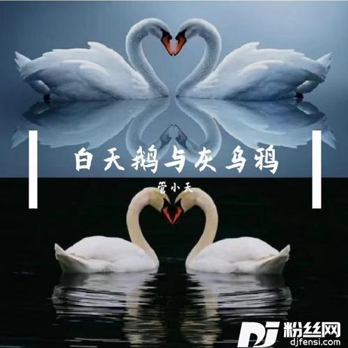 白天鹅与灰乌鸦