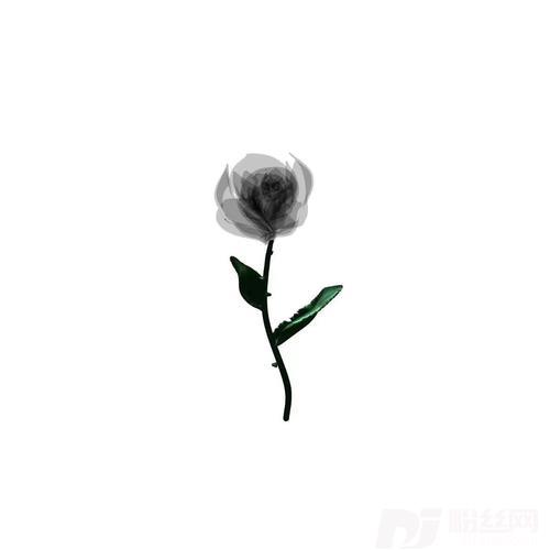 Rose玫瑰