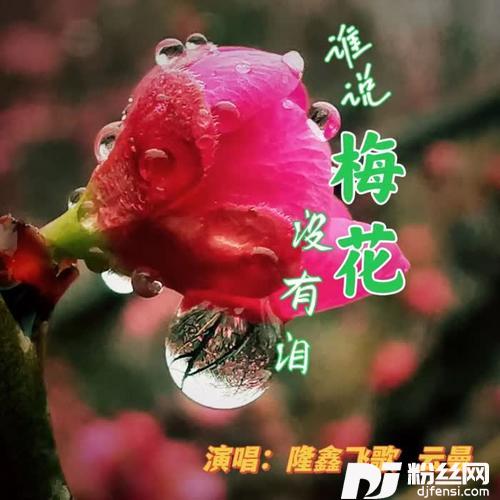 谁说梅花没有泪