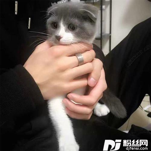 小鸟伏特加抖音版的专辑