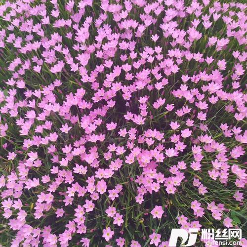 王三姐-野花当（DJ弹鼓）的专辑