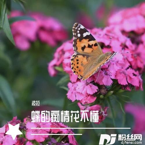 蝶的痴情花不懂