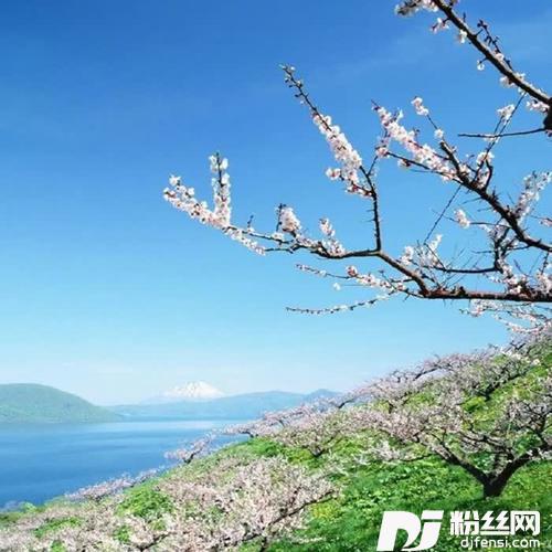 油菜花之恋cover:龙飞|蒋婴