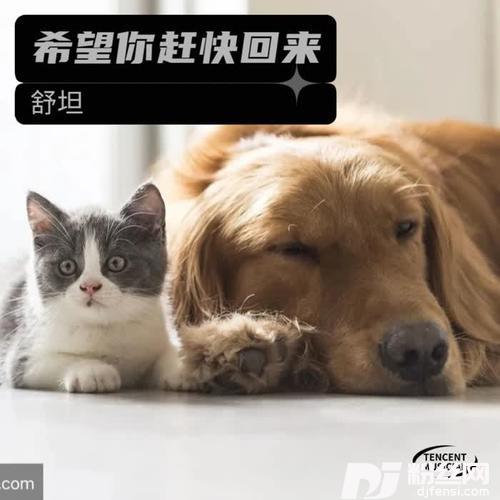 北斗星的爱cover:张杰的专辑