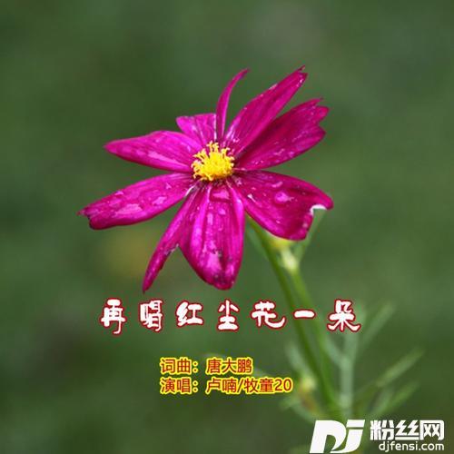再唱红尘花一朵（对唱）cover:唐大鹏|卢喃