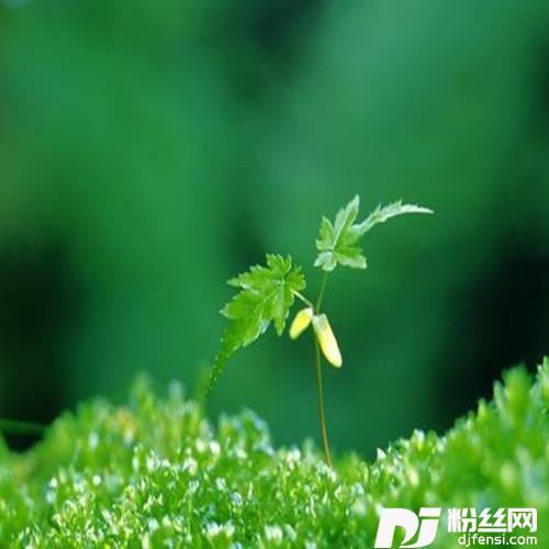 梦想开花