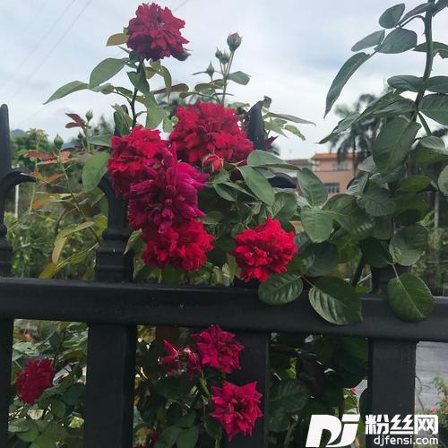 谁的心在午夜漂泊cover:夏日飘雪