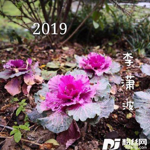 2019