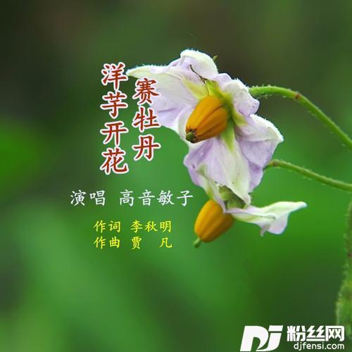 洋芋开花赛牡丹
