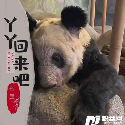 丫丫回来吧
