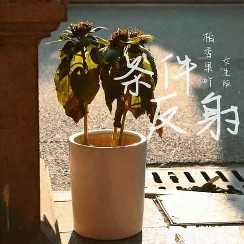 条件反射女生版的专辑