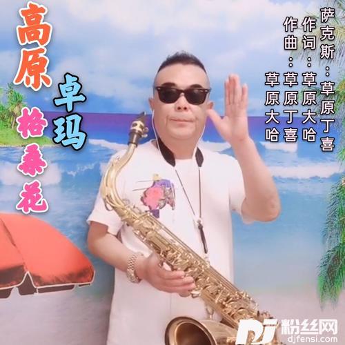 高原卓玛格桑花