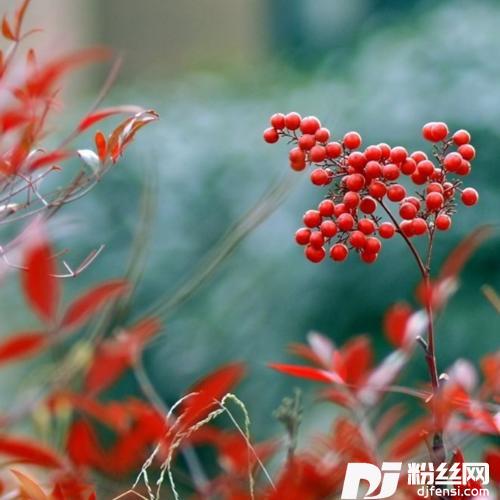 红豆花开的地方cover:陈瑞的专辑