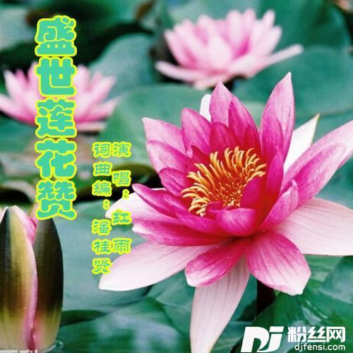 盛世莲花赞