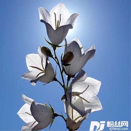 白色桔梗花的专辑