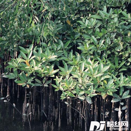 红树林