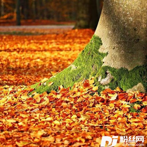 我沉迷于秋日