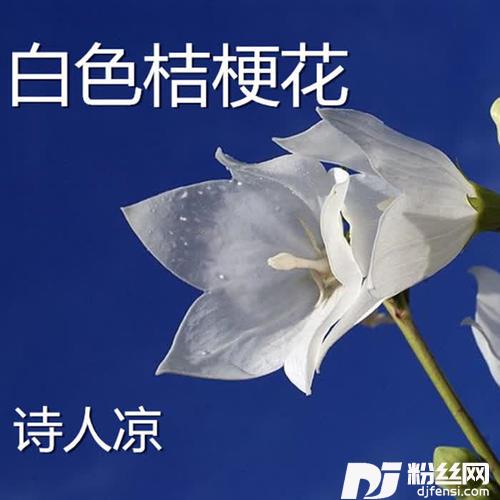 白色桔梗花的专辑