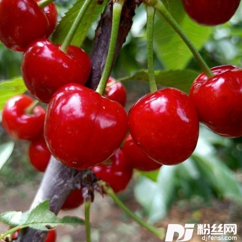 樱桃树下remix:陈影