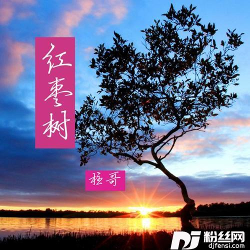 红枣树