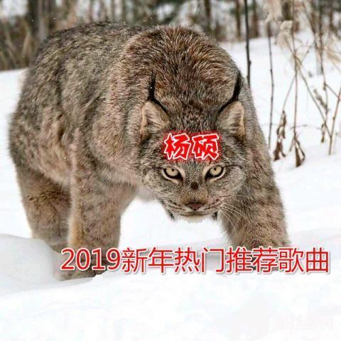 花开花落一地伤