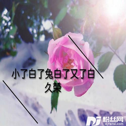 小了白了兔白了又了白