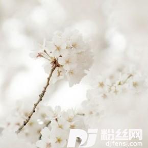 樽前血