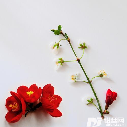 Roses的专辑