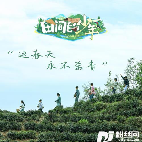 田间的少年-茶田篇