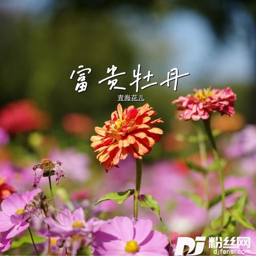 富贵牡丹