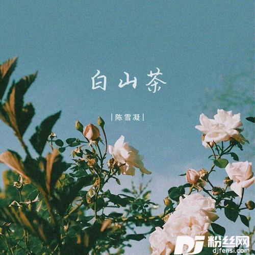 白山茶